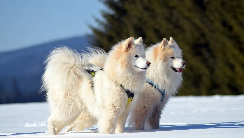 Samoyedo
