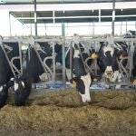 Vacas lecheras de una explotación vallisoletana