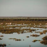 Estuario del Guadalquivir