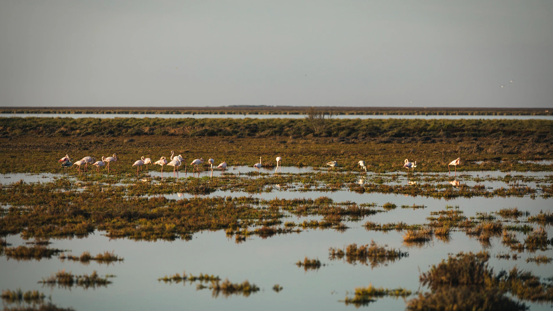 Estuario del Guadalquivir