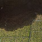 Lava del volcán destruyen zonas agrícolas