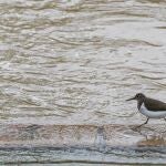 Alerta roja por el desbordamiento del río Ebro