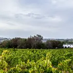 Los viñedos arropan Finca Buytron