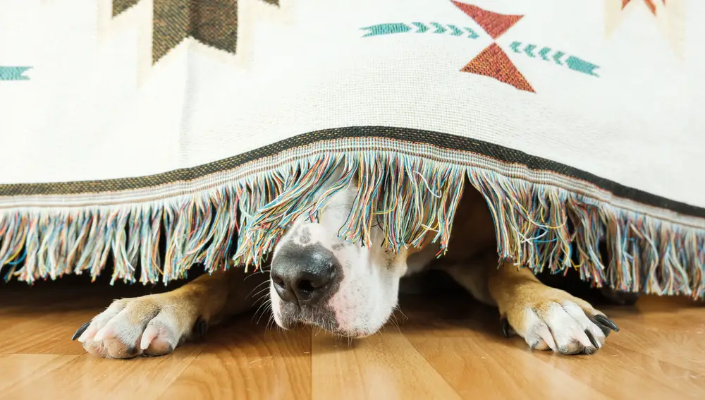 Perro asustado debajo de la cama