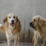 Sandra y Sabrina son dos de las perras abandonadas que desfilarán el domingo en Bioparc