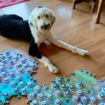 La tecnología Fluent permitirá que los perros nos "hablen" y nosotros a ellos.