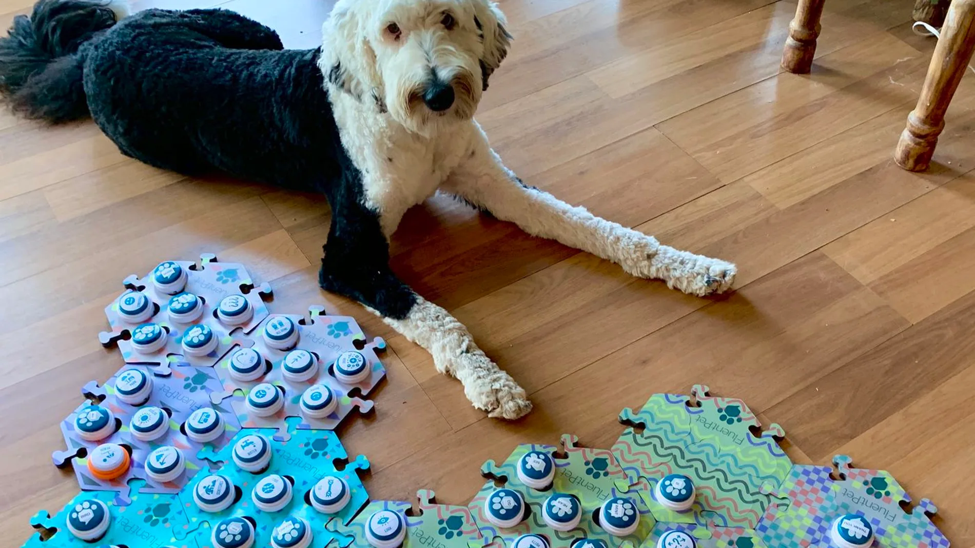 La tecnología Fluent permitirá que los perros nos "hablen" y nosotros a ellos.