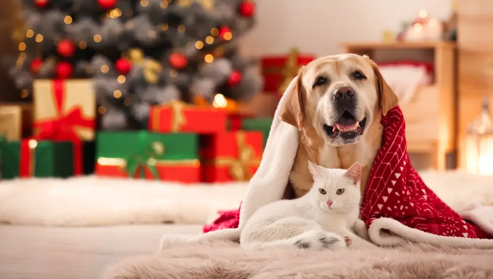 Perro y gato en Navidad
