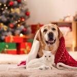 Perro y gato en Navidad 