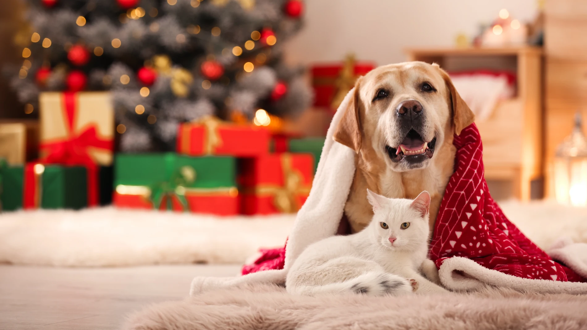 Perro y gato en Navidad