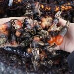 Los percebes de O Roncudo alcanzarán los precios más altos estas navidades