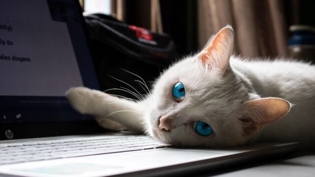 Un gato en un ordenador