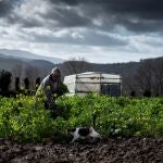 Dositeo recoge grelos en una finca de su propiedad en el núcleo de Poboeiros (Castro Caldelas).