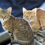 Detectados nuevos casos de gripe aviar en gatos en Polonia