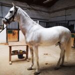 Ilustre es un caballo policía que busca hogar