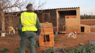 Investigan a un vecino de L'Aldea (Tarragona) por un presunto delito de maltrato animal a 17 perros de caza en una finca del municipio. GUARDIA CIVIL 03/01/2022