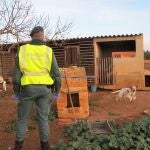 Investigan a un vecino de L'Aldea (Tarragona) por un presunto delito de maltrato animal a 17 perros de caza en una finca del municipio. GUARDIA CIVIL 03/01/2022