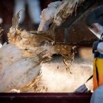 Miles de pavos son sacrificados en una granja cerca del pueblo de Ruds Vedby, en Zelanda, Dinamarca