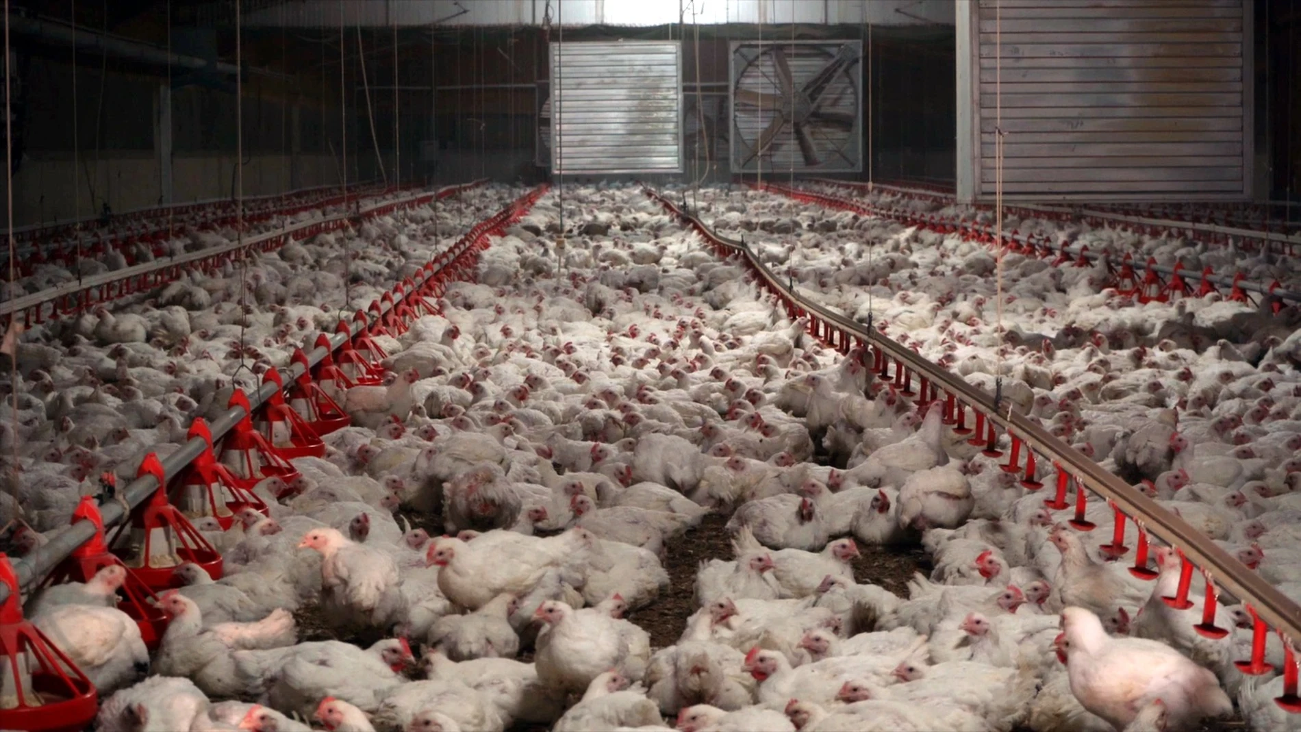 Granjas de pollos en Castilla-La Mancha