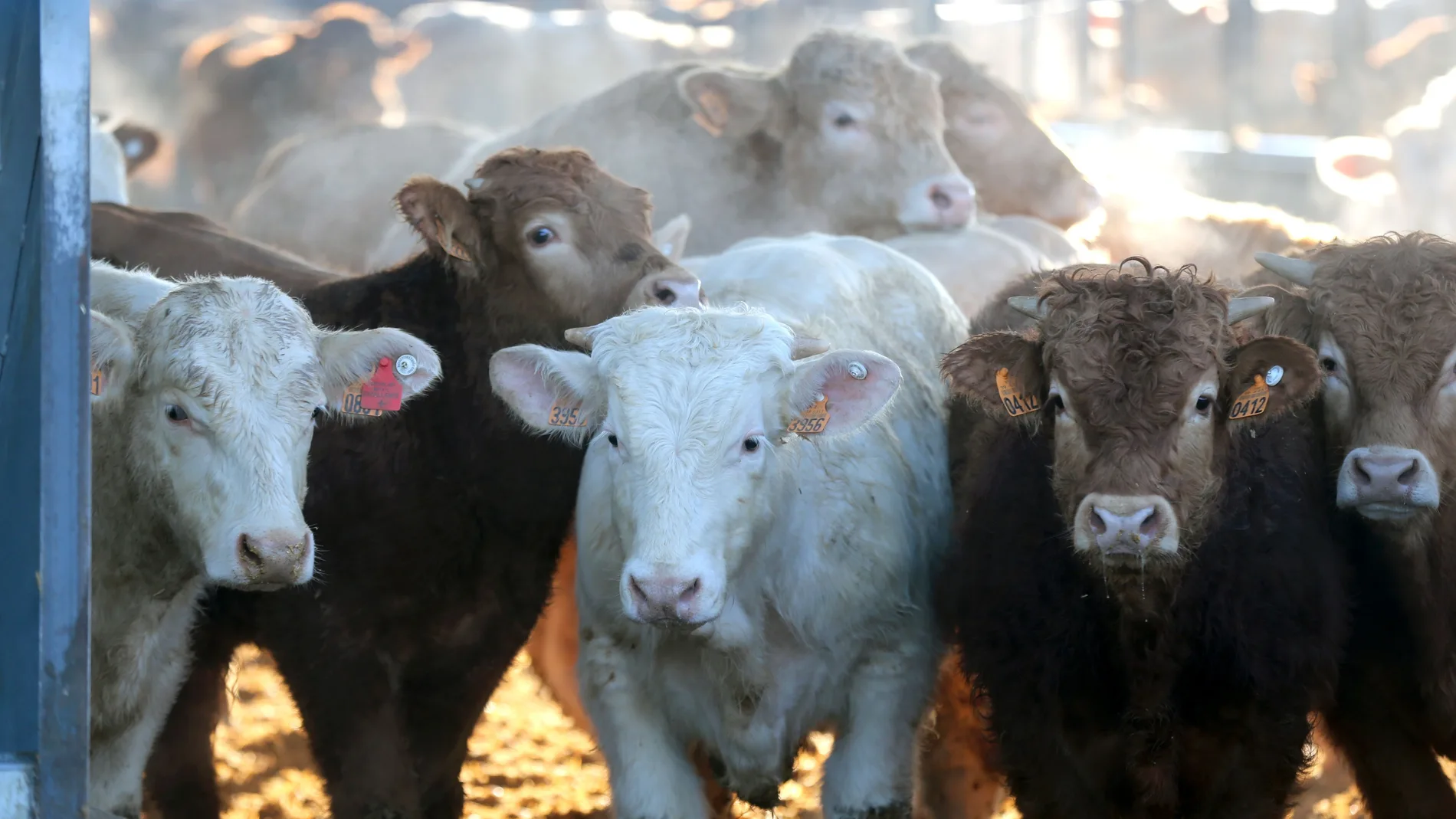 Las vacas de la ganadera condenada salían por su cuenta de la explotación, paseaban por la carretera y provocaban accidentes