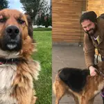 “Brownie”, la mascota del presidente electo de Chile, Gabriel Boric