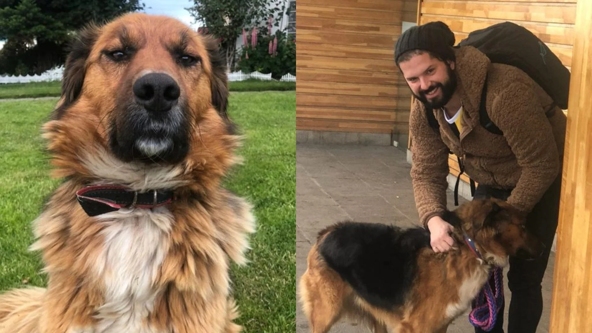 “Brownie”, la mascota del presidente electo de Chile, Gabriel Boric
