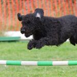 Agility