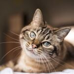 Los felinos de más edad deben ir más al veterinario