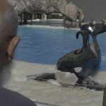 La orca Ulisses en su pecera del SeaWorld de San Diego, observada por Albert López