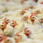 La inflación ha disparado el coste de criar pollos
