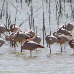Flamencos en Doñana