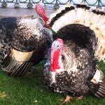 Un ejemplar de pavo. EUROPA PRESS