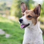 Imagen de archivo de un perro