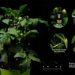 Planta de tomate monitorizada con los sensores desarrollados en WatchPlant.