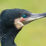 Cormorán