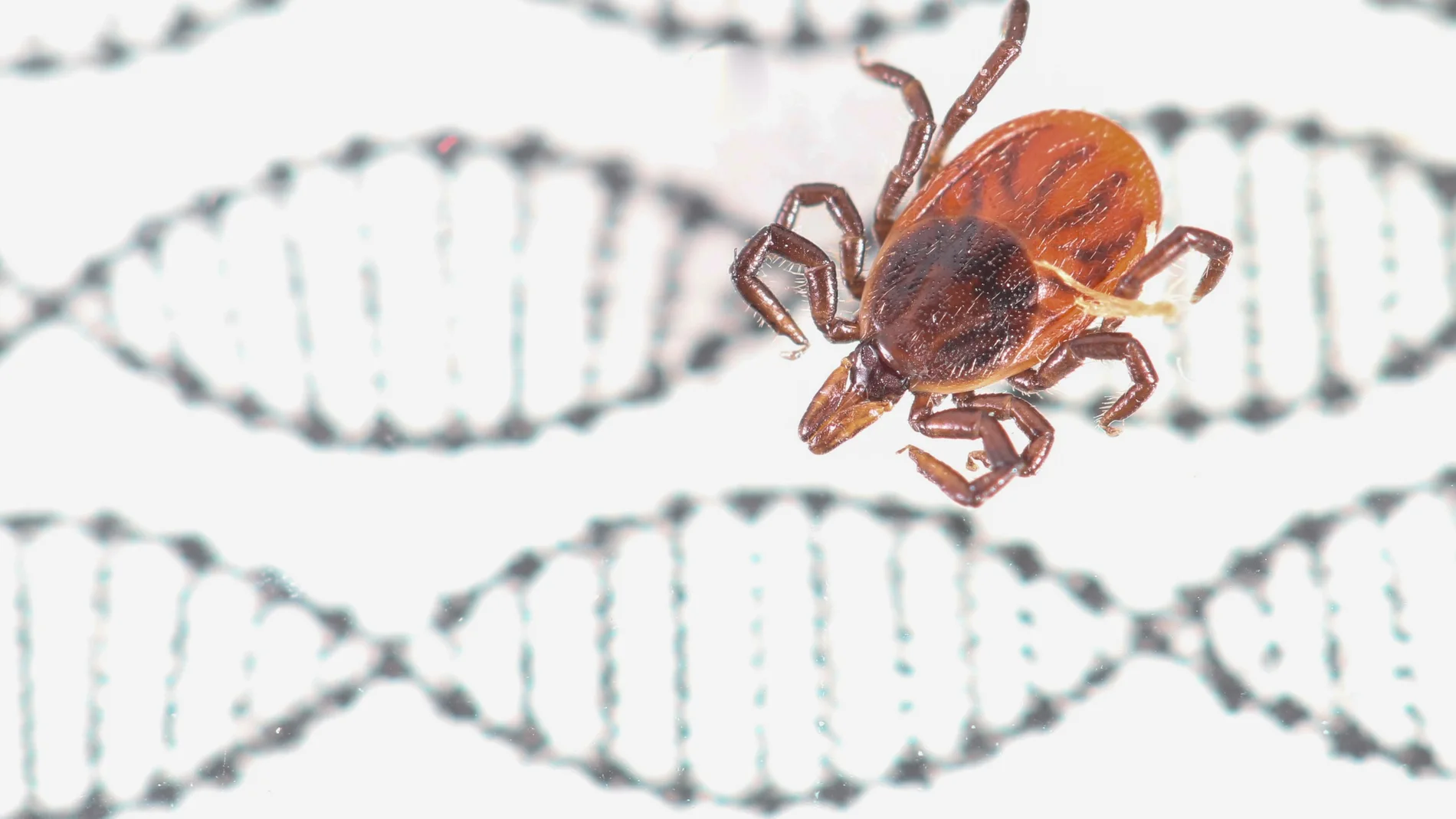 Una garrapata caminando sobre la doble hélice que representa su ADN