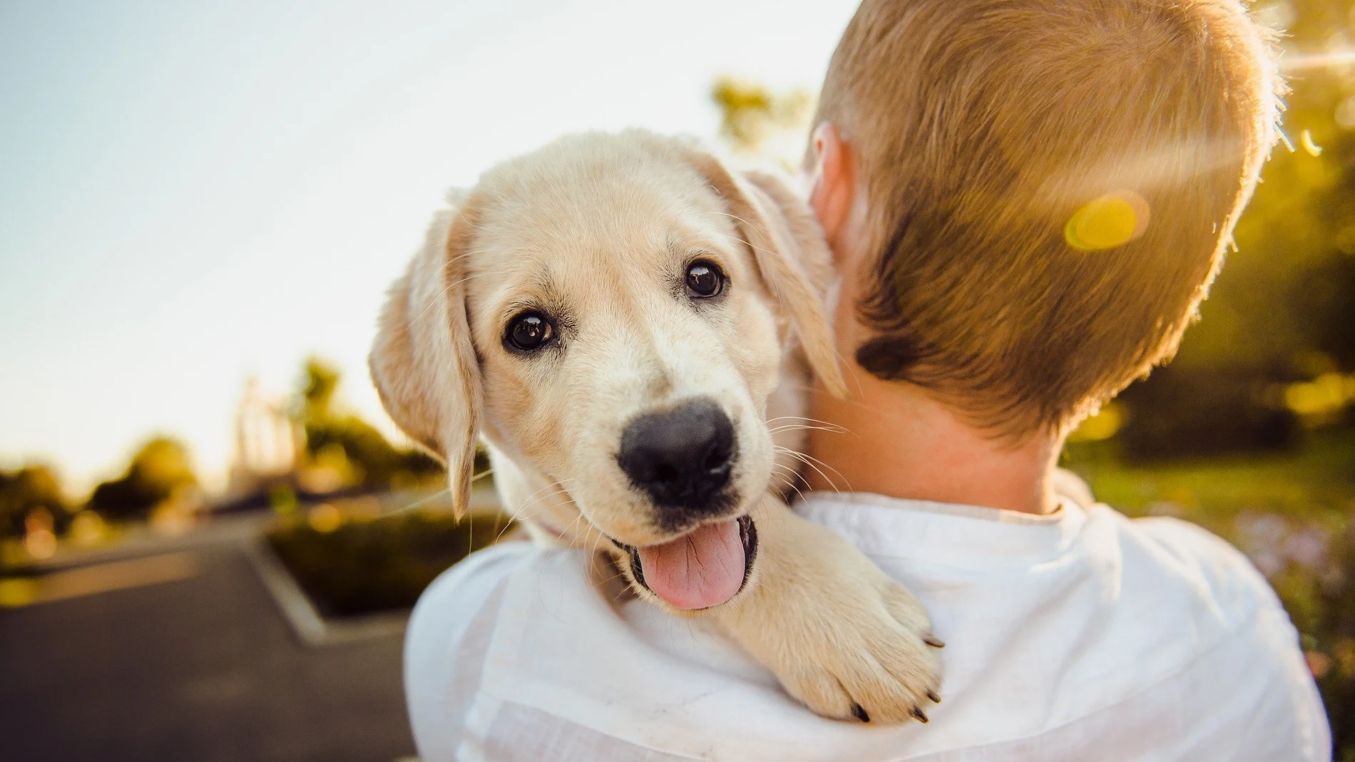 Restaurantes en los que dejan pasar a perros