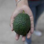 Un trabajador de una empacadora muestra un aguacate hoy, en el municipio de Peribán, estado de Michoacán (México).