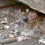 Ratas y ratones pueden ser transmisores