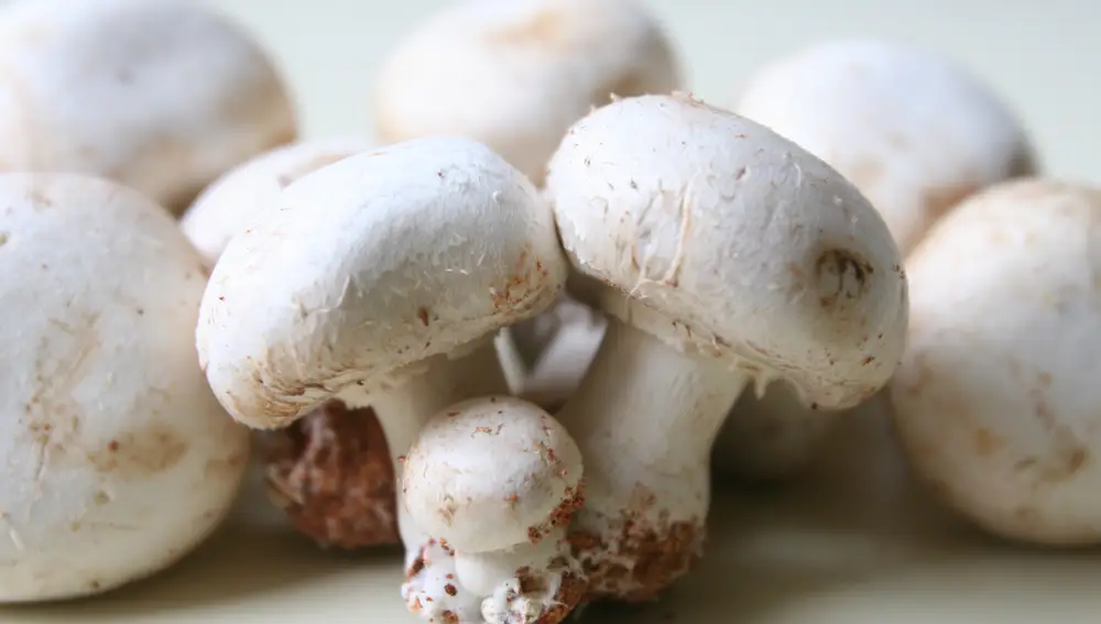 Champiñones