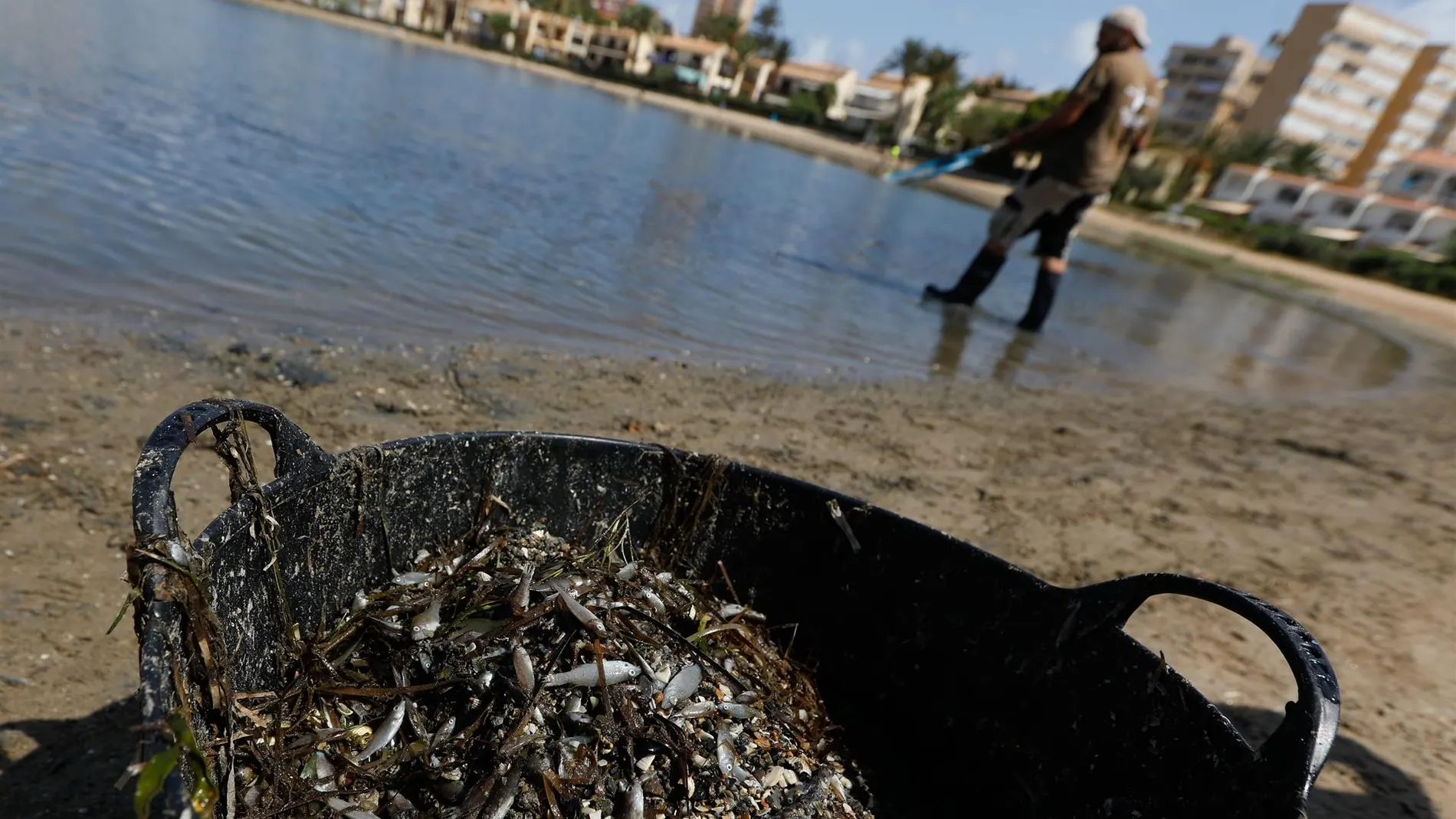 Peces muertos en el Mar Menor