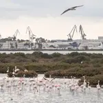Varios flamenco descansan en una de las salinas artesanales en la Bahía de Cádiz. EFE/Román Ríos