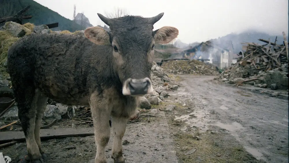 Hasta las vacas se negaban a abandonar sus tierras
