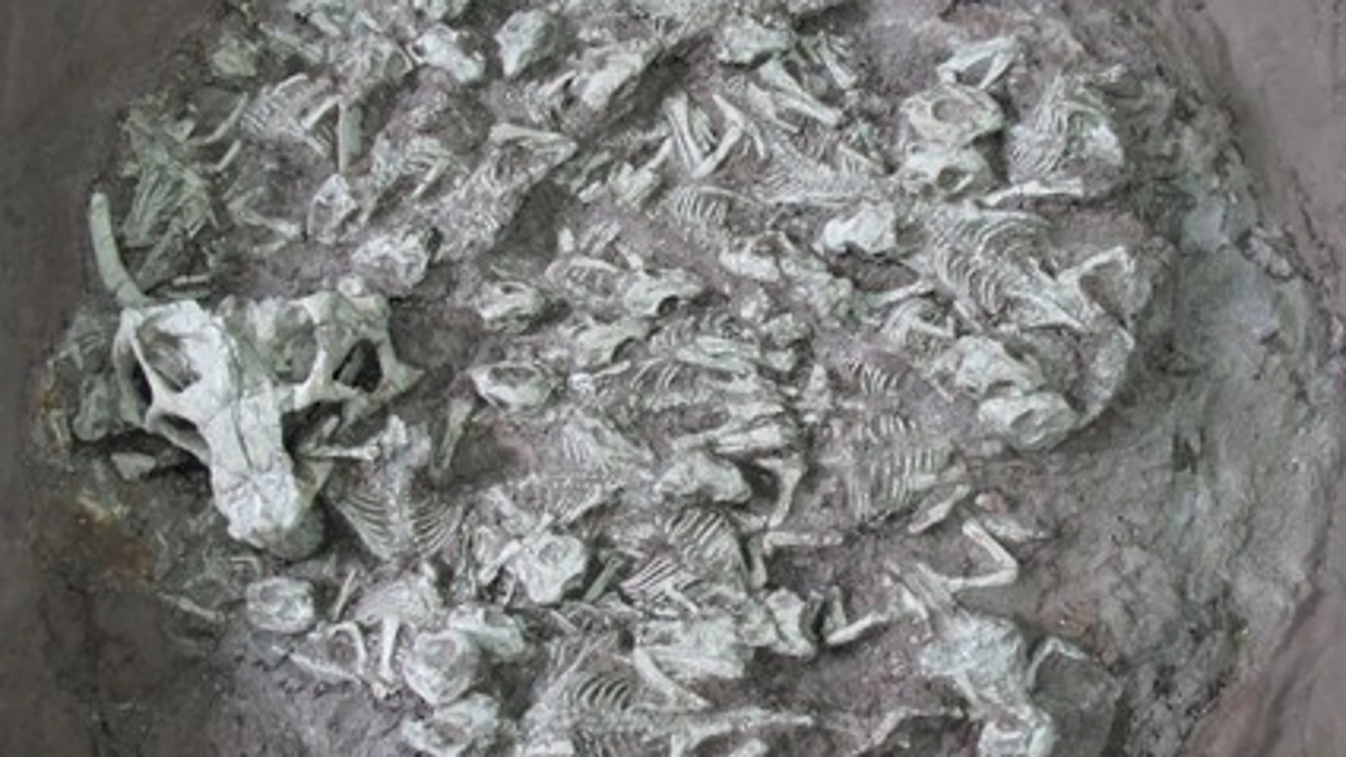 Restos de los 25 psitacosaurios (University of Pennsylvania)