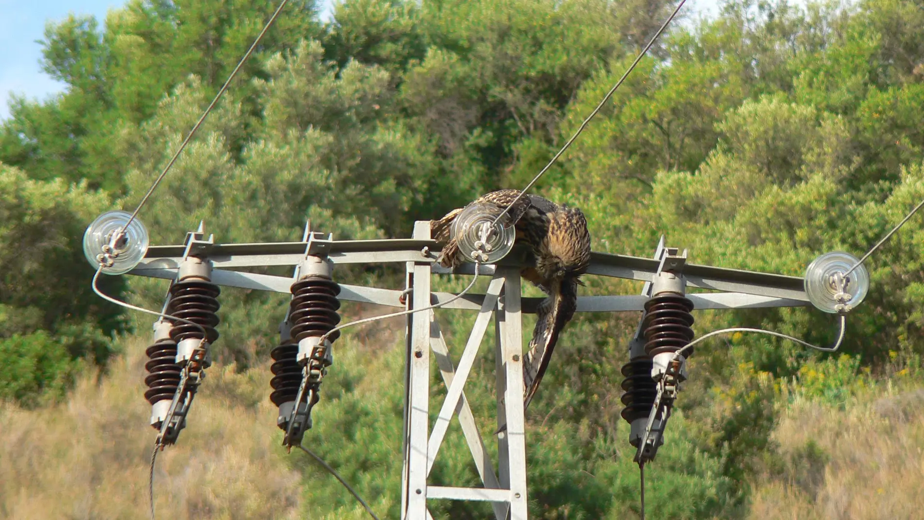 Las aves de mediana y gran envergadura son las más afectadas