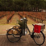 Las visitas guiadas a las bodegas y viñedos de esta comarca son una experiencia maravillosa