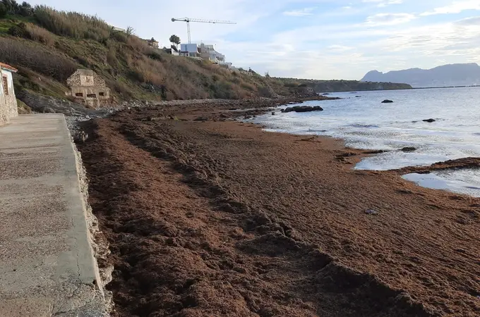 Alga asiática: «Estamos ante una amenaza total» Alga asiática: «Estamos ante una amenaza total»