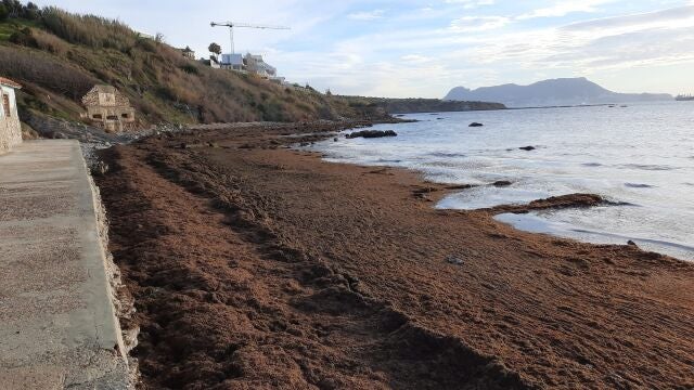 Alga asiática acumulada en la costa del Estrecho de Gibraltar. VERDEMAR