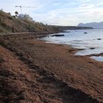 Alga asiática acumulada en la costa del Estrecho de Gibraltar. VERDEMAR