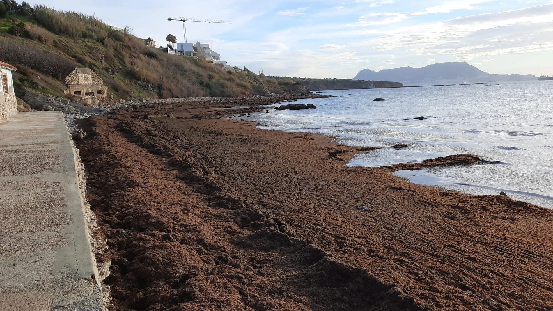 Alga asiática acumulada en la costa del Estrecho de Gibraltar. VERDEMAR